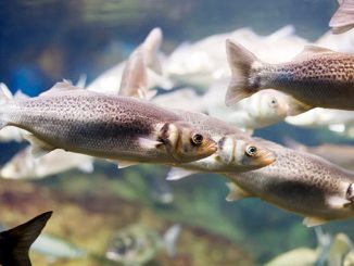 მეთევზე, თევზი