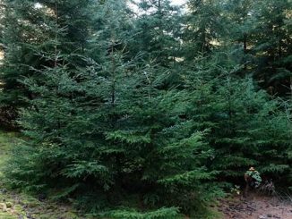 ნაძვის, ხე, ჯარიმა