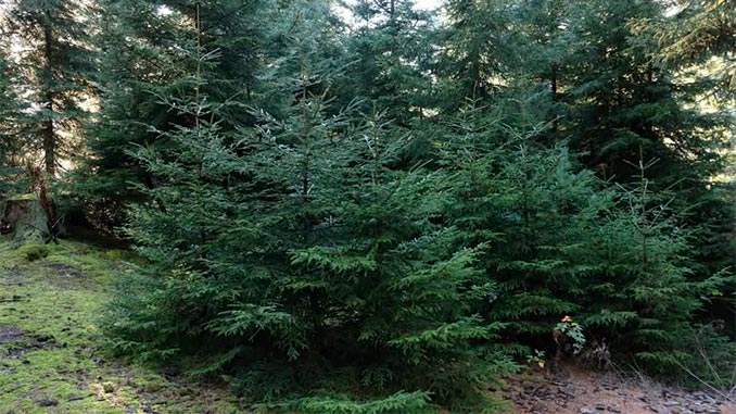 ნაძვის, ხე, ჯარიმა