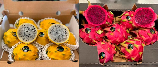 პიტაჰაია, დრაკონის, ხილი