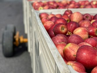 ვაშლი, გალა, მოთხოვნა