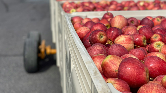 ვაშლი, გალა, მოთხოვნა
