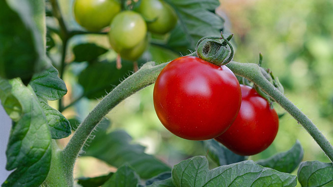 სასათბურე, კომპლექსი, ყაზახეთი