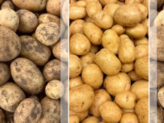 კარტოფილის, ჯიში, ქანთრი, გერმანია