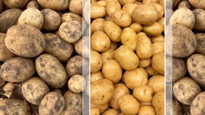 კარტოფილის, ჯიში, ქანთრი, გერმანია