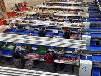 ორგანული, წარმოება, თურქეთი