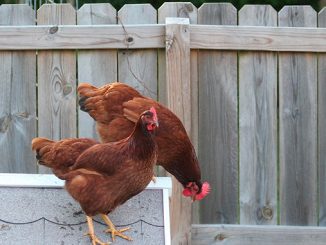 მეკვერცხული, ჯიშის, ქათმები