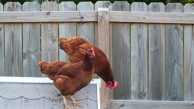 მეკვერცხული, ჯიშის, ქათმები