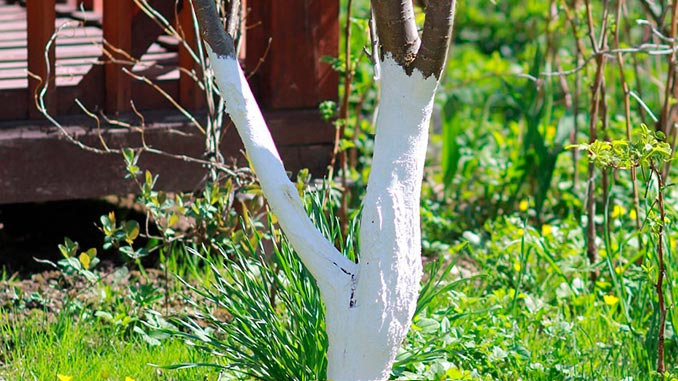 როგორ, დავიცვათ, ხის, ქერქი