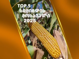 სამეგრელო_ტოპ5_სიმინდი