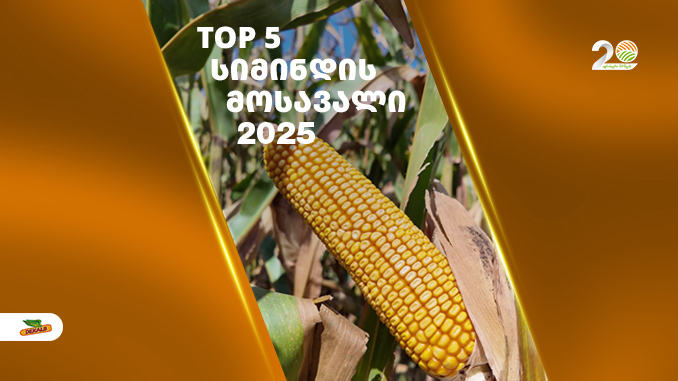 სამეგრელო_ტოპ5_სიმინდი