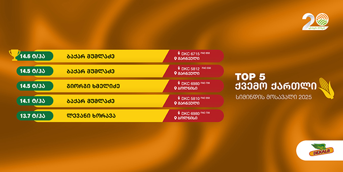 ინოვაციური, სიმინდის, ჰიბრიდები