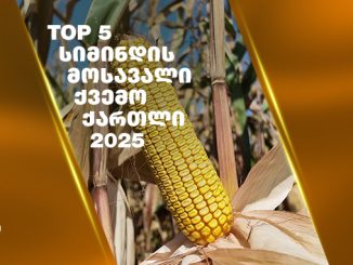 ინოვაციური, სიმინდის, ჰიბრიდები