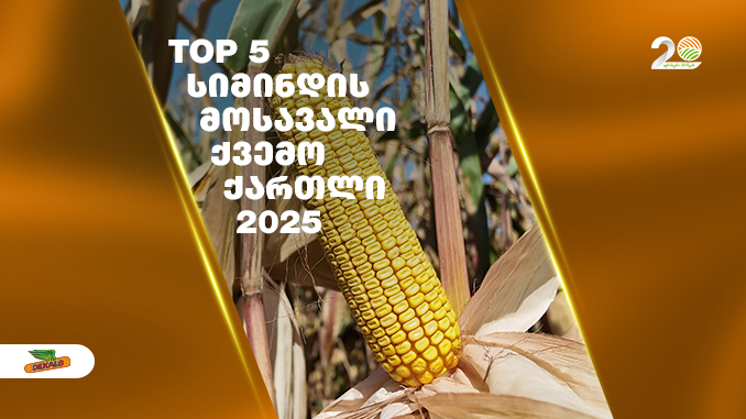 ინოვაციური, სიმინდის, ჰიბრიდები