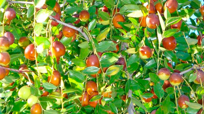 უნაბი, ბაზარი, საქართველო