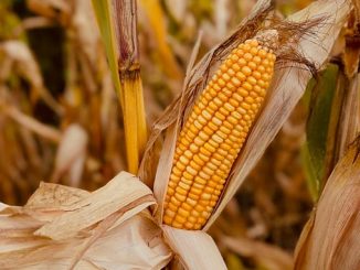 USDA, ფერმერთა, დახმარება