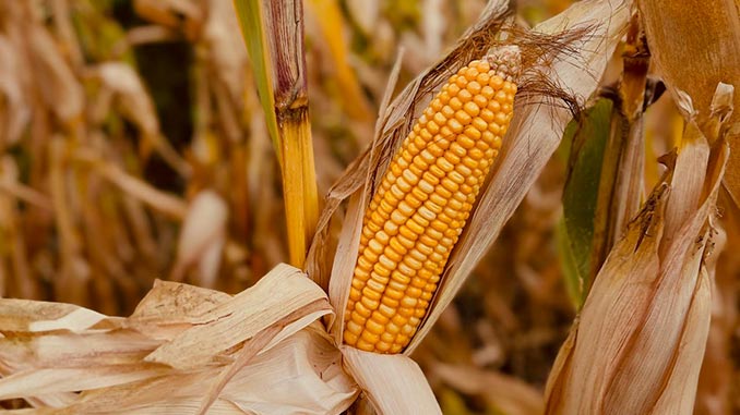 USDA, ფერმერთა, დახმარება