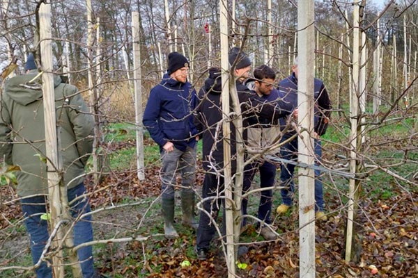 ვაშლის, ახალი, ჯიში