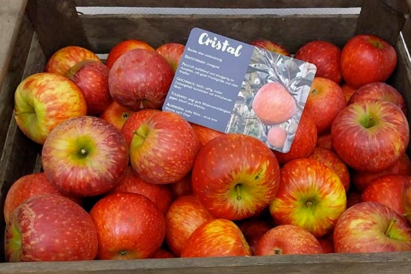 ვაშლის, ახალი, ჯიში