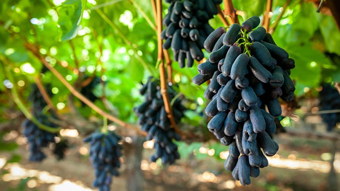 ვაზის, ჯიში, ჩინეთი, ჯარიმა