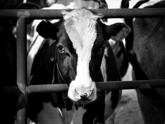 ამერიკის, რძის, ასოციაცია