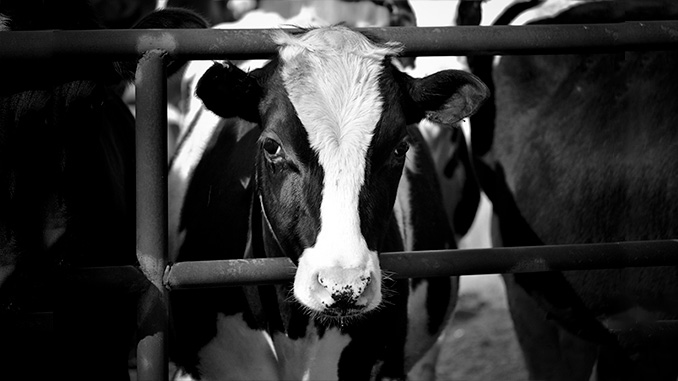ამერიკის, რძის, ასოციაცია