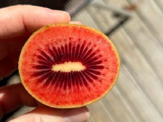 წითელი, კივის, ჯიში