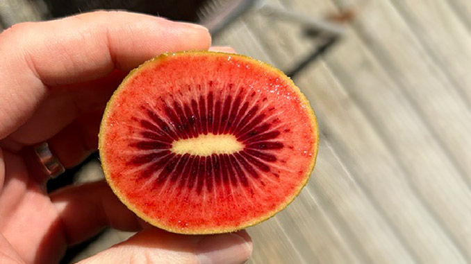 წითელი, კივის, ჯიში