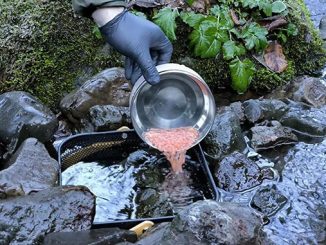 ნაკადულის, კალმახის, ქვირითი