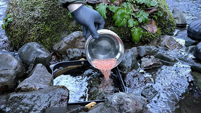 ნაკადულის, კალმახის, ქვირითი