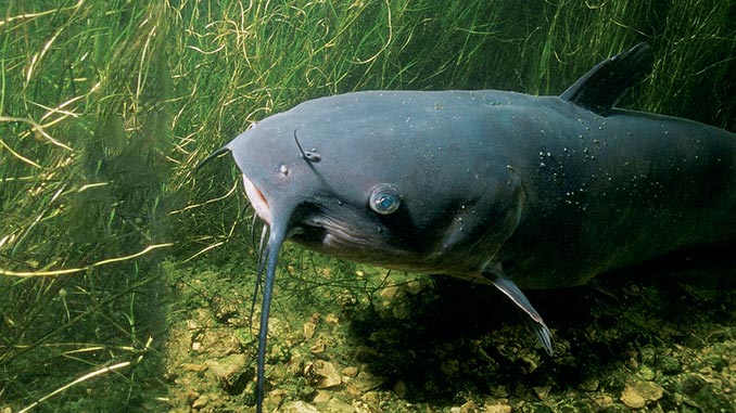 არხის, ლოქო, კატფიში