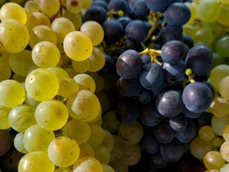 ყურძენი, აზერბაიჯანი, ექსპორტი