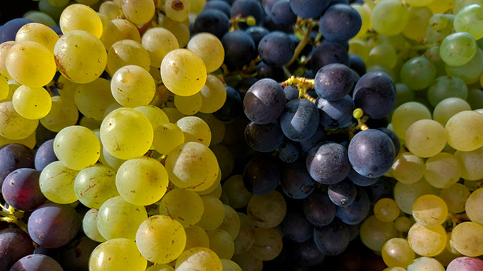 ყურძენი, აზერბაიჯანი, ექსპორტი