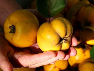 აზერბაიჯანი, კომში, საქართველო