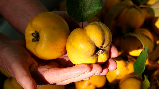 აზერბაიჯანი, კომში, საქართველო