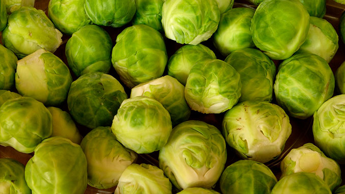 ბრიუსელის, კომბოსტო, კვლევა