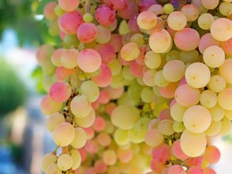 ჩინეთი, პერუ, სუფრის, ყურძენი