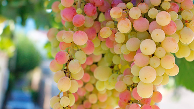 ჩინეთი, პერუ, სუფრის, ყურძენი