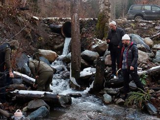 ნაკადულის, კალმახი, სვანეთი