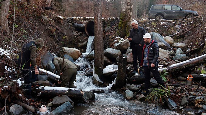 ნაკადულის, კალმახი, სვანეთი