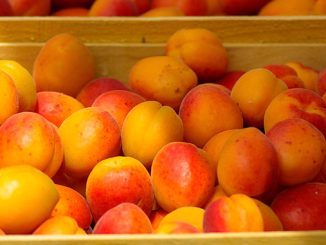 ტაჯიკეთი, აზია, გარგარი