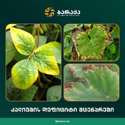 კალიუმი, ბარაქა