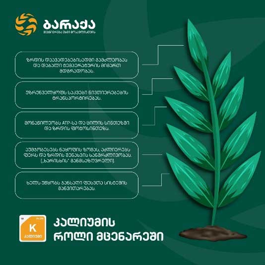 კალიუმი, ბარაქა