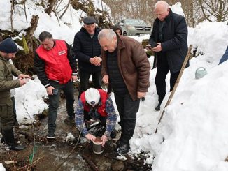 ნაკადულის, კალმახი, ლეჩხუმი