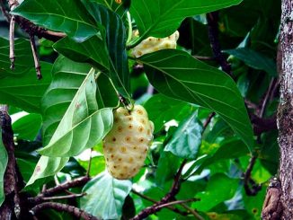 ნონი, ტროპიკული, მცენარე