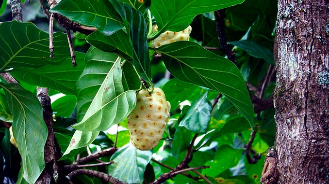 ნონი, ტროპიკული, მცენარე