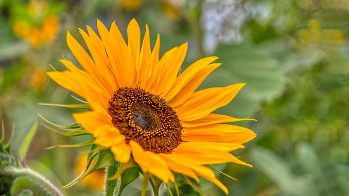 რატომ, ბრუნავს, მზესუმზირა