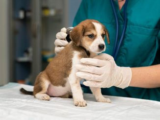 ვეტერინარების, სერტიფიცირება