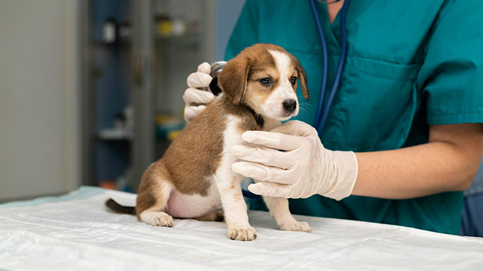 ვეტერინარების, სერტიფიცირება