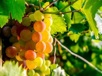 სუფრის, ყურძენი, ეგვიპტე, ბრიტანეთი